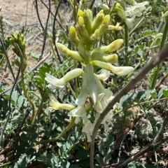curvepod milkvetch thumbnail 3