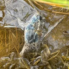 Great Basin Spadefoot thumbnail 3