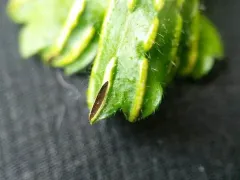 Ustacystis waldsteiniae thumbnail 2