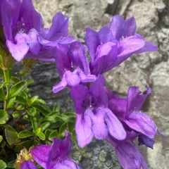 Cardwell's Beardtongue thumbnail 3