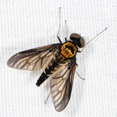 Golden-backed Snipe Fly thumbnail 4