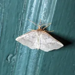 Ruddy Metarranthis Moth thumbnail 4