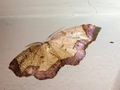 Friendly Probole Moth thumbnail 2