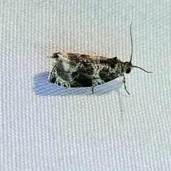 Serviceberry Leafroller thumbnail 2