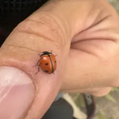 Nine-spotted Lady Beetle thumbnail 4