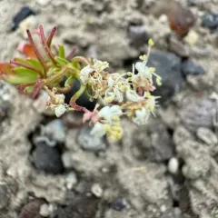 Booth's Evening Primrose thumbnail 4