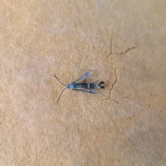 Buckwheat Root Borer Moth thumbnail 2