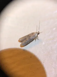 Sumac Micromoth thumbnail 3