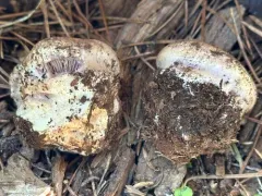 Calonarius saxamontanus thumbnail 3