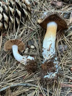 Cortinarius politus thumbnail 1