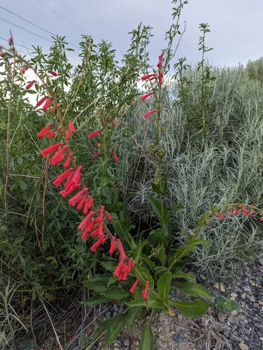 firecracker penstemon