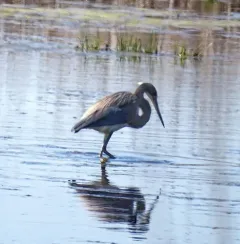 Tricolored Heron thumbnail 4