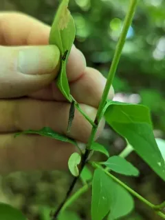 Coleophora cornella thumbnail 3