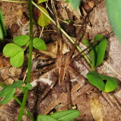 American Nursery Web Spider thumbnail 4