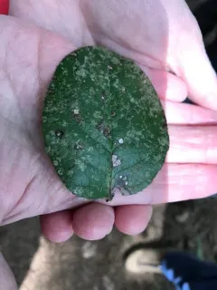 Pale Leaf-Dot thumbnail 4