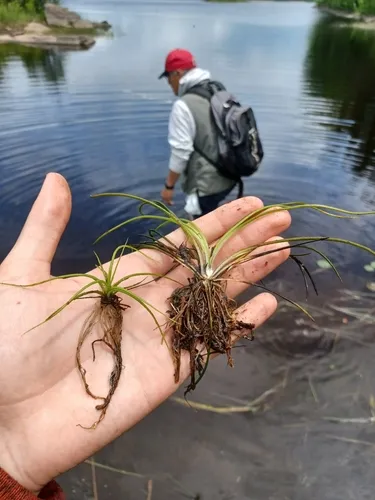 northern quillwort