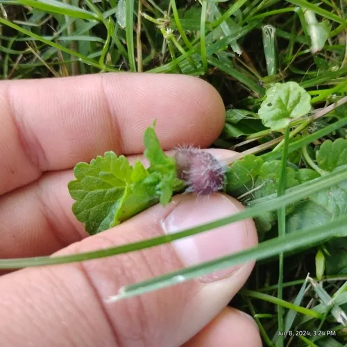 Glechoma gall wasp