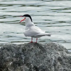 Common Tern thumbnail 4
