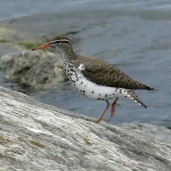 Spotted Sandpiper thumbnail 2