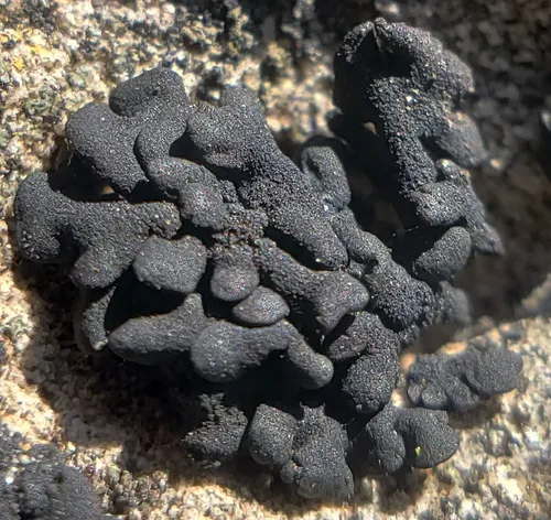 Lichinella iodopulchra