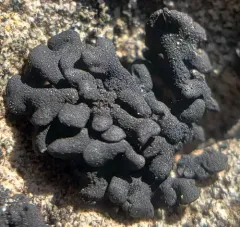 Lichinella iodopulchra thumbnail 1