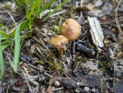 Inocybe cryptocystis