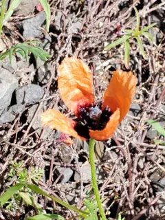 Long-headed poppy thumbnail 3