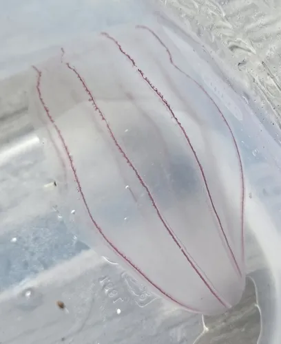 Northern Comb Jelly