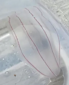 Northern Comb Jelly thumbnail 1