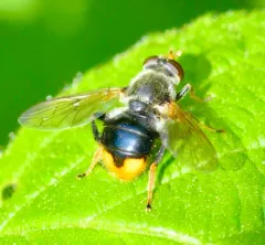 Orange-tailed Wood Fly thumbnail 3