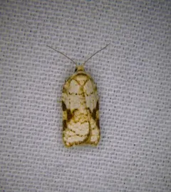 Acleris cervinana thumbnail 3