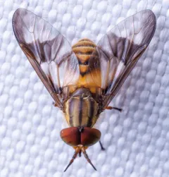Chrysops flavidus thumbnail 2