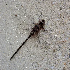 Taper-tailed Darner thumbnail 4