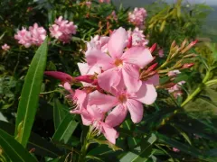 oleander thumbnail 1