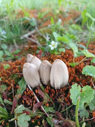 Coprinopsis striata