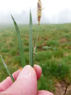 California sedge thumbnail 2
