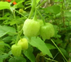 Large-flowered Ground-cherry thumbnail 3