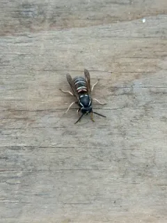 Northern Red-banded Yellowjacket thumbnail 3