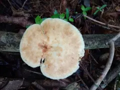Polyporus fagicola thumbnail 3