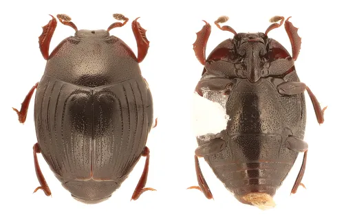 Xestipyge geminatum