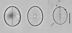 Cavinula scutelloides thumbnail 2