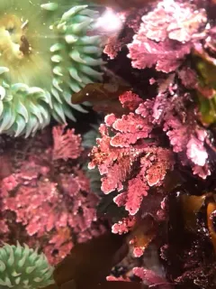 Johansenia macmillanii thumbnail 1