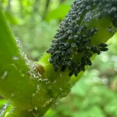 Elder Aphid thumbnail 4
