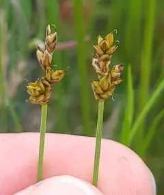 Hudson Bay Sedge thumbnail 4