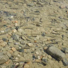 Chinook Salmon thumbnail 3