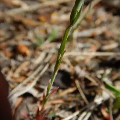 Calder's rockcress thumbnail 1