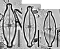 Geissleria decussis thumbnail 3