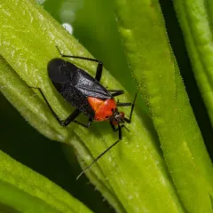 Variable Eastern Taedia thumbnail 3