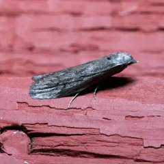 Terrenella Bee Moth thumbnail 2