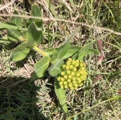 woolly milkweed thumbnail 4